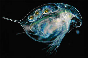 Ветвистоусый рачок Daphnia longispina — массовый представитель зоопланктона озер и луж умеренной зоны. На фотографии видны зреющие яйца в выводковой камере (фото с сайта www.microscopy-uk.org.uk)