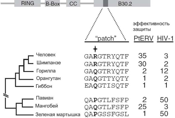   TRIM5alpha   PtERV1   (HIV-1).     TRIM5alpha,     ().  B30.2      .      (patch),  10.   ,   332- .  ࠗ     .          TRIM5  .   ,       ,     TRIM5alpha. .     Science