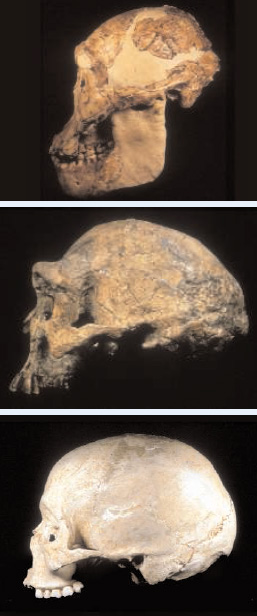 Мозг австралопитека (вверху) был вдвое меньше, чем у Homo erectus (в центре), и втрое меньше, чем у Homo sapiens (внизу). Фото из обсуждаемой статьи в Science