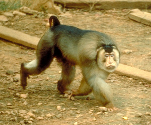   (Macaca nemestrina)      (   pin.primate.wisc.edu)