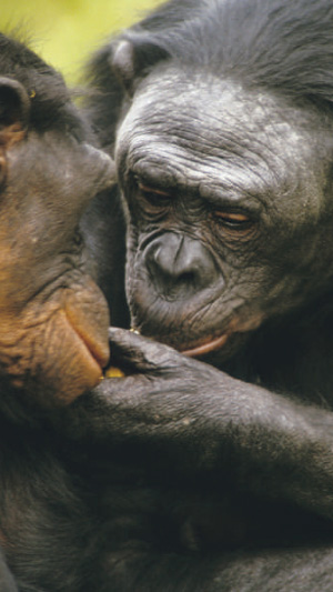 Гармоничность и бесконфликтность отношений в коллективах бонобо удивляет ученых