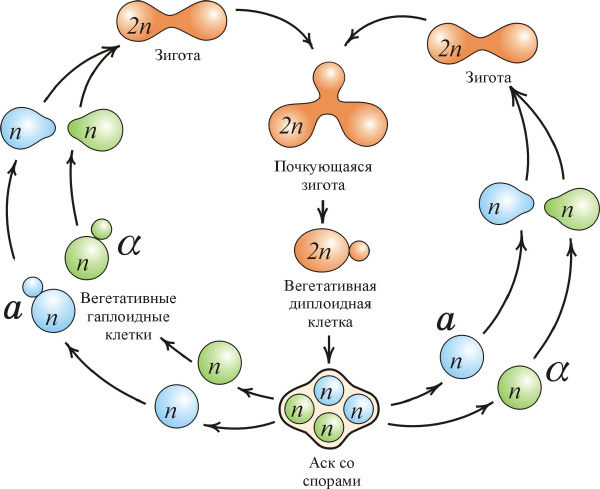 Жизненный цикл дрожжей Saccharomyces cerevisiae. 2n — клетки с двойным набором хромосом (диплоидные), n — с одинарным набором (гаплоидные). Рис. с сайта www.img.ras.ru