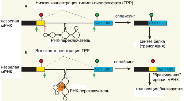 На рисунке показано, как РНК-переключатель регулирует альтернативный сплайсинг у Neurospora crassa (на примере гена NMT1). Участок мРНК, вырезаемый при сплайсинге, отмечен пунктирными линиями и зелеными стрелками. При низкой концентрации тиамин-пирофосфата РНК-переключатель «защищает» потенциальный сайт сплайсинга, отмеченный красной чертой. В результате при сплайсинге вместо этого сайта используется другой, расположенный по соседству (зеленая стрелка). Участок мРНК, отмеченный желтым цветом, не попадает в зрелую мРНК. При высокой концентрации TPP это вещество связывается с РНК-переключателем и меняет его конфигурацию. В результате молекула РНК режется в том месте, которое ранее было прикрыто РНК-переключателем, желтый участок попадает в зрелую мРНК и «портит» ее. Рис. из обсуждаемой статьи в Nature