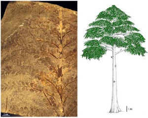 Позднедевонское дерево Archaeopteris (изображение с сайта www.futura-sciences.com)