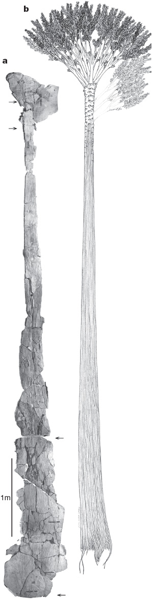 Ископаемый ствол (экземпляр № 2) и реконструкция древнейшего дерева (изображение из обсуждаемой статьи в Nature))