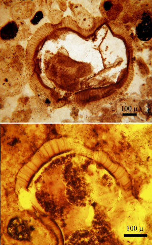 Это оболочки акритархов Tianzhushania, которых раньше относили к водорослям, но теперь доказано, что это оболочки яиц многоклеточных животных. Фото с сайта www.geol.vt.edu/paleo/Xiao