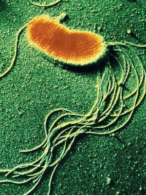 Pseudomonas fluorescens — подвижная почвенная бактерия, помогающая биологам изучать эволюцию «в пробирке» (фото с сайта www.scienceclarified.com)