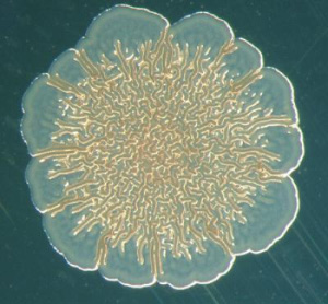 Колония бактерий-мутантов Pseudomonas fluorescens на поверхности питательной среды (фото с сайта www.eurekalert.org)