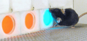Чтобы проверить, смогут ли трансгенные мыши различить оттенки цветов, кормушки освещали монохроматическим светом. Порцию соевого молока получала только та мышь, которая смогла увидеть, что правая кормушка отличается от двух левых. Фото с сайта www.hhmi.org