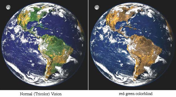 Такой (левая картинка) видят Землю трихроматы — люди с нормальным трехпигментным зрением, а такой (правая картинка) — дихроматы, у которых отсутствуют фоторецепторы, различающие красный и зеленый цвет. Фото с сайта humbio.ru