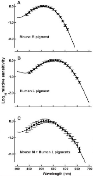 Электроретинограммы мышей, в глазах которых экспрессируется средневолновый М-пигмент (A), длинноволновый человеческий L-пигмент (B) и оба этих пигмента М+L (C). Рис. из обсуждаемой статьи в Science
