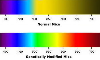 Примерно так различают цвета видимого спектра нормальные (вверху) и трансгенные (внизу) мыши. По оси X — длина волны в нанометрах; слева —короткие волны, справа — длинные. Рис. © Jim Holloway с сайта www.hhmi.org