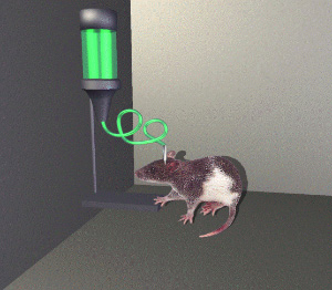 Крыса — классический объект для изучения наркотической зависимости. Примерно так выглядит устройство, при помощи которого крыс «сажают на иглу». Нажимая на педаль, животное может ввести себе внутривенно ту или иную дозу наркотика. (Изображение с сайта encyclopedia.quickseek.com)