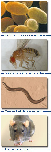  ,    :  Saccharomyces cerevisae,   Drosophila melanogaster,   Caenorhabditis elegans,  Rattus norvegicus (   www.mimage.uni-frankfurt.de)