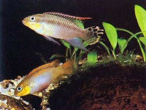 Pelvicachromis taeniatus   ,   ,     ,       ,       (   www.akvariumas.lt)