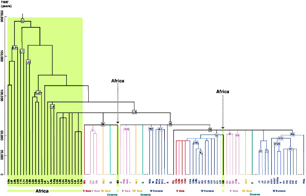 Родословная митохондриальной ДНК человека. Зеленым цветом выделены линии, распространенные в Африке. Ось слева показывает предполагаемое время расхождения линий. Рис. из статьи в Science