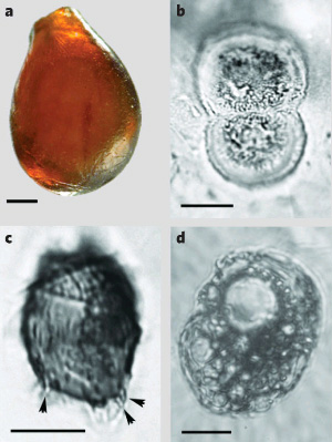 В каплевидных кусочках древнего янтаря (а) обнаружены микроорганизмы, удивительно похожие на современные: b — одноклеточная водоросль Cosmarium, c — инфузория Coleps, d — раковинная амёба Centropyxis hirsuta. Масштаб: 0,5 мм (a), 0,01 мм (b, d), 0,005 мм (c). Фото из цитируемой статьи в Nature