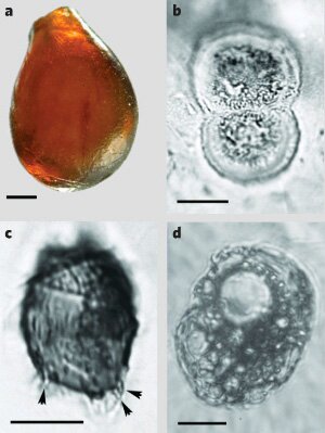     ()  ,    : b   Cosmarium, c  Coleps, d   Centropyxis hirsuta. : 0,5(a), 0,01 (b,d), 0,005(c).      Nature