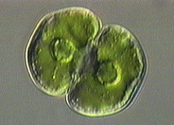 Современная водоросль из рода Cosmarium (фото с сайта www.biol.tsukuba.ac.jp)