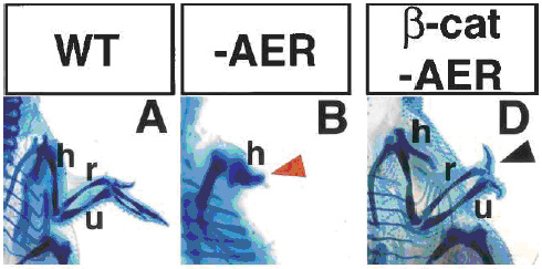     . B  ,      (AER apical ectodermal ridge)  . D       ,       -,   .     Genes&Development