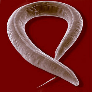  Caenorhabditis elegans     (   www.space.gc.ca)