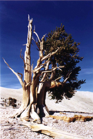       堗   (Pinus longaeva),    ().   4000 (   biology.fullerton.edu)