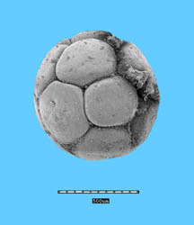 Загадочный древний эмбрион из формации Доушаньтуо (фото с сайта www.uwm.edu)