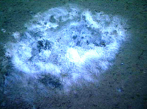Бактериальные маты, образованные бактериями Beggiatoa, часто встречаются на морском дне вблизи выходов метана и сероводорода (фото © MBARI 1998 с сайта microbewiki.kenyon.edu)