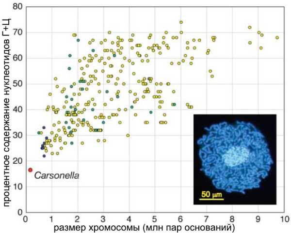Размер генома и процентное содержание Г + Ц в 358 прочтенных геномах прокариот. Синие точки — внутриклеточные симбионты насекомых бактерии Buchnera, Blochmannia, Wigglesworthia и Baumannia (в некоторых случаях прочтены геномы нескольких штаммов одного и того же вида бактерии); желтые — другие бактерии, зеленые — археи. Справа внизу — бактериоцит листоблошки Pachypsylla venusta, наполненный бактериями Carsonella (извилистые структуры). Рис. из статьи в Science