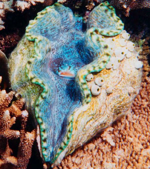 Тропические моллюски гораздо разнообразнее холодноводных. Так было всегда (фото с сайта www.richard-seaman.com)