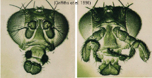 Знаменитая дрозофила с ногами вместо антенн (справа); слева — нормальная дрозофила (фото с сайта www.mun.ca)