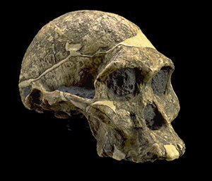   (Australopithecus africanus)      3,33,0  2,5  .     ,   , ,  ,    .    www.mnh.si.edu