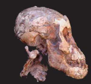 Череп доисторической девочки, найденный в Дикике (фото из статьи в Nature)