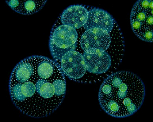 Колонии Вольвокса — это сферы из тысяч одинаковых клеток, объединенных слизистым матриксом. Внутри полых сфер шарики дочерних колоний, а в них уже начали расти крошечные внучки (фото с сайтаwww.microscopy-uk.org.uk)