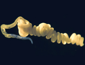 Уникальный морской червь Olavius algarvensis, перепоручивший заботу о своем пропитании и удалении отходов бактериям-симбионтам (фото с сайта www.mpi-bremen.de)