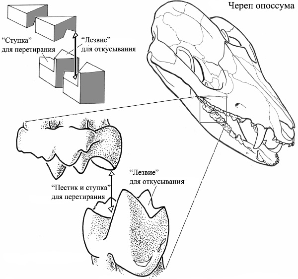 Техническое снаряжение коренных зубов млекопитающих. Рисунок M. A. Kingler с сайта www.carnegiemnh.org