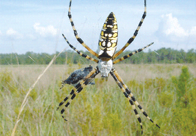    (Argiope aurantia),    ,    .        ,  ,   ,     ,  .  ,        ໠    ,    .  M.W.McCoy, Univ. Florida     (Robert D.Holt, Ecology: Asymmetry and stability, Nature, 442, 252-253),     Nature