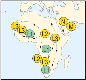 Пути географического распространения линий L2 и L3 человеческой популяции по Африке приблизительно 80-60 тыс. лет назад. Расселение линий M, N и R (произошедших из L2 и L3) по Европе и Азии менее 65 тыс. лет назад (рис. из обсуждаемой статьи в PNAS)