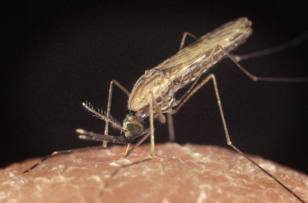 Иммунная система малярийного комара Anopheles gambiae гораздо более сложна и эффективна, чем принято считать (фото с сайта www.monkeytime.com)