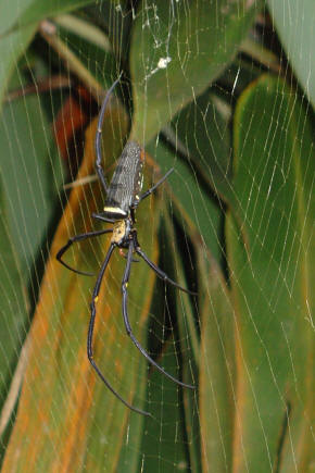 К паукам-кругопрядам относятся два надсемейства: Deinopoidea и Araneoidea. Только представители Araneoidea научились плести наиболее эффективную для ловли крылатых насекомых вертикально ориентированную клейкую спиральную сеть (фото с сайта www.spiderzrule.com)