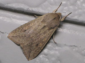 Бабочка совка Mythimna separata. Именно ее гусеницы стали объектом исследования японских ученых (фото с сайта www.jpmoth.org)