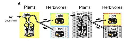 Схема эксперимента по воздействию на гусениц света и летучих продуктов, выделяемых растением в темноте и на свету. Воздух прокачивается через склянку, в которой находится растение (слева — на свету; справа — в темноте). Оттуда воздух поступает в два сосуда, где содержатся гусеницы: один из них находится на свету (light), другой в темноте (dark). Рисунок из обсуждаемой статьи в PLoS Biology