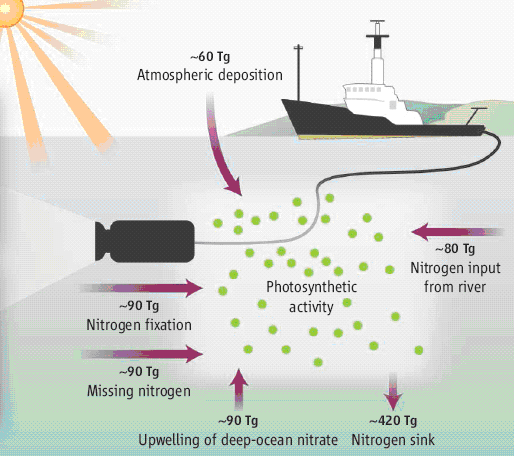          .         ,     (photosynthetic activity).         (atmospheric deposition),    (input from river),     (upwelling of deep-ocean nitrogen),         (nitrogen fixation).        (nitrogen sink)   .           (missing nitrogen).     () . =10<sup>12</sup>.    Z.S.Kolber. <a href=
