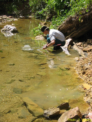 Вот таким незатейливым способом вылавливают гуппи с одного из плёсов маленькой речки в Тринидаде (фото с сайта www.zoo.utoronto.ca)