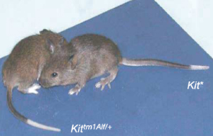У левого мышонка одна из двух копий гена Kit выведена из строя мутацией, что привело к снижению концентрации белка Kit в клетках, а это, в свою очередь, обусловило белую окраску кончика хвоста и лапок. Потомство мышей с таким генотипом имеет белые лапки и хвост даже в том случае, если ему достаются от родителей только 