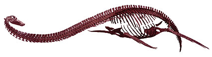 Реконструированный скелет футабазавра (изображение из обсуждаемой статьи в Nature)
