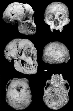 Череп «хоббита» (фото из статьи с оригинальным описанием Homo floresiensis: P.Brown et al. A new small-bodied hominin from the Late Pleistocene of Flores, Indonesia // Nature. 2004. Oct 28. V.431. P.1055-1061)