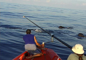 В Мексиканском заливе на поверхность всплыли сразу четыре кашалота. Исследователи (среди них Марк Джонсон, один из авторов статьи) пытаются с помощью длинного шеста прикрепить к кашалоту датчик (фото с сайта www.gomr.mms.gov)