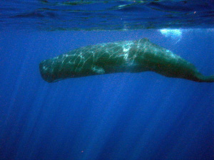 Кашалот под водой (фото с сайта richardbradley.net)