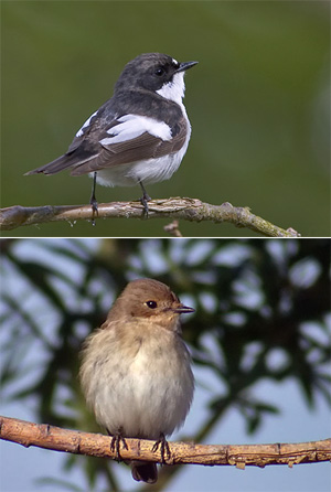 Мухоловка-пеструшка (вверху самец, внизу самка). © Lasse Olsson; фото с сайта www.birding.se